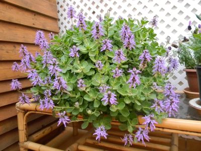 La llamativa planta de extraño aroma que mantiene alejados a perros y gatos y es ideal para el jardín