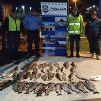 Secuestraron casi 100 truchas arco iris durante un control en Piedra del Águila