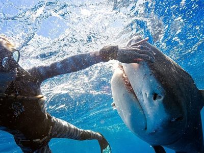¡Tiburón a la vista! Una bióloga así salvó su vida de un ataque (video)