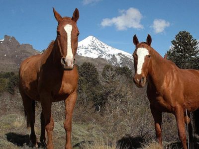 La Policía rescató a dos caballos en mal estado en Neuquén Capital