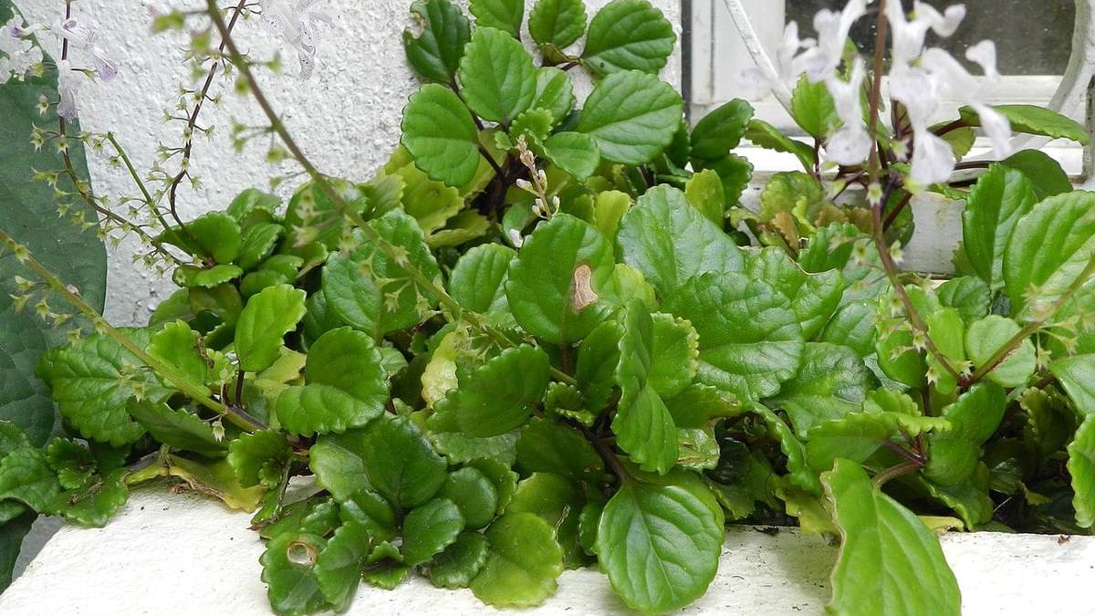 Planta del dinero. Fuente: (Google)