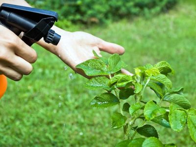 Con solo 4 ingredientes, el potente insecticida que librará a tus plantas de las plagas