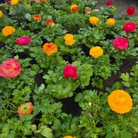 Color, frescura y encanto: la planta a prueba de principiantes que recibe la primavera de la manera más especial