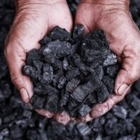 La razón por la que deberías utilizar carbón para que tus suculentas crezcan sanas y hermosas