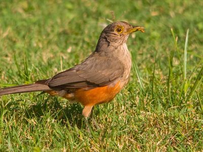 No es gallo, pero canta al amanecer: el pájaro que es un excelente despertador y sorprende con su puntualidad