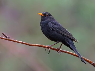 No es el Tordo: el pájaro que sorprende por su capacidad de predecir el futuro
