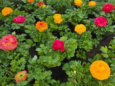 Color, frescura y encanto: la planta a prueba de principiantes que recibe la primavera de la manera más especial
