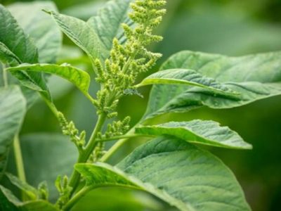 La planta que es un tesoro para tener en tu jardín y ayuda a controlar los niveles de azúcar en la sangre