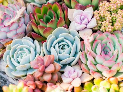 Suculentas: consejos para saber cuándo hay que cambiarlas de maceta y de ubicación