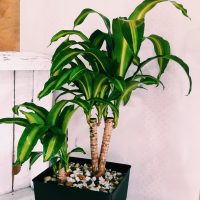 Plantas: cómo lograr que tu Palo de agua tenga las hojas brillantes y sanas, con pocos ingredientes