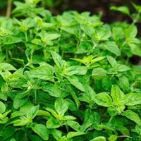 La poderosa planta que podés cultivar en casa y que es ideal para aumentar el colágeno y mejorar la salud