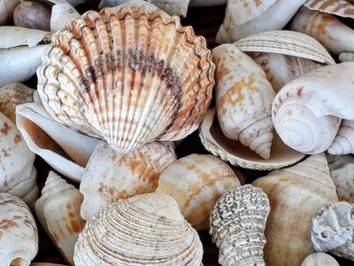 Desempolvá los caracoles que tenés de la playa: creá este joyero re lindo y romántico