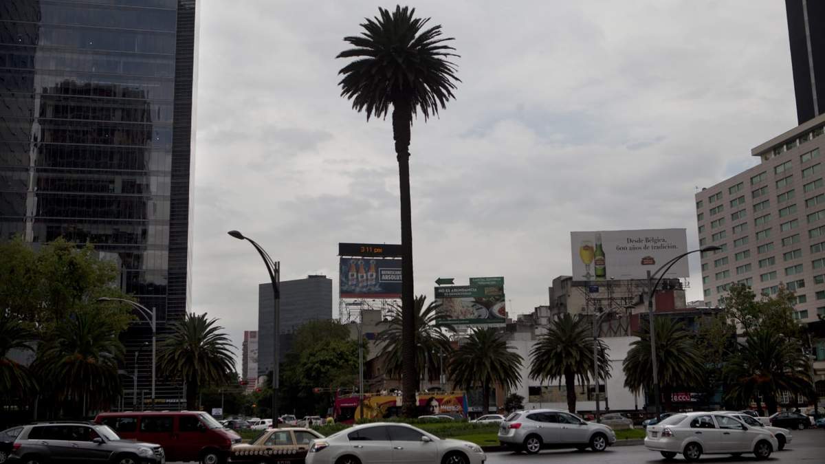 La palma en Paseo de la Reforma