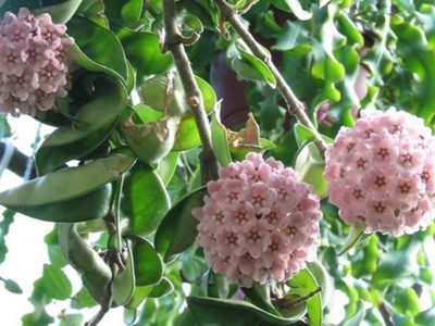 El truco para reproducir tu planta Hoya carnosa con éxito y llenar tu jardín con flores de cera