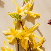 Con solo toallitas desmaquillantes y sin gastar fortuna: creá este aromatizador para tu hogar con todo el estilo