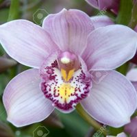 Plantas: conocé este tipo de Orquídea que crece rozagante y es perfecta para sembrar en los bordes del pasto o del jardín