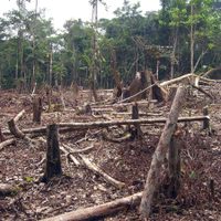 El 30 % del territorio de Colombia será área protegida: el anuncio de Iván Duque en la COP26