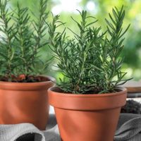 Por qué se seca tu planta de Romero y cómo hacer para que crezca sano y frondoso