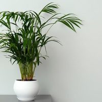La palmera de interior más resistente de todas y que vas a querer en tu casa