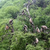 Insólita guerra en India: un grupo de monos enfurecidos mató a 250 cachorros de perro por venganza