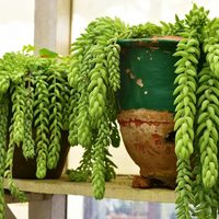 Suculentas: consejos infalibles para que la Sedum Burrito crezca fuerte y lozana