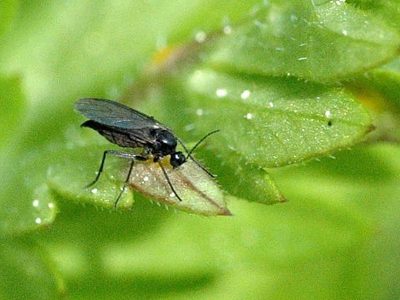 Eliminá las molestas mosquitas de la cocina con este truco viral, económico y muy efectivo