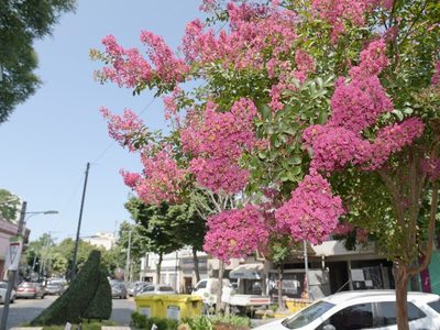 El árbol que da hermosas y llamativas flores y que es ideal para poner en la vereda