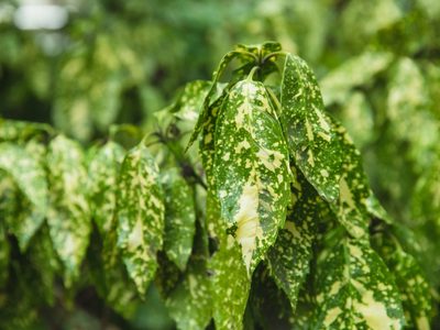 Si en tu jardín tenés mucha sombra y no da el sol, estas son las plantas que podés tener sin que se mueran