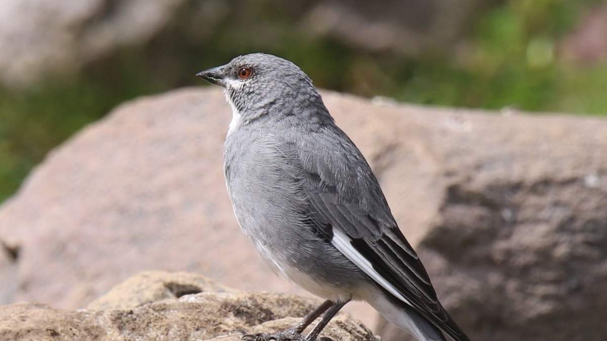 Pájaro. Fuente: (Instagram)