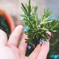 Horóscopo chino: qué planta es ideal para que tengas en casa, según tu signo