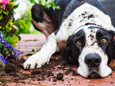Las suculentas que no habría que tener en casas donde hay mascotas