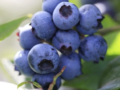 El secreto de los jardineros para tener tu propia planta de arándanos y ahorrar una fortuna en la verdulería