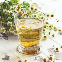 Mirá cómo podés sembrar tu propia manzanilla en maceta utilizando tan solo un saquito de té