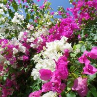 La planta más hermosa de todas: simples trucos para que tu Santa Rita se llene de flores