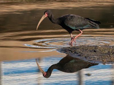 Curiosidades sobre el Cuervillo cara pelada, el ave que pocos conocen y que destaca por su llamativo pico