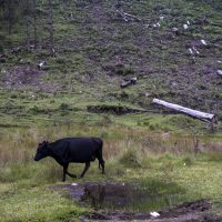 Los que devoran los bosques