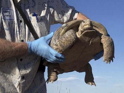 Biólogos ayudan a preservar la tortuga del Bolsón, la más grande y rara de América del Norte