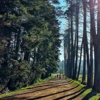 Rema exige protección para defensora del bosque amenazada de muerte en Hidalgo