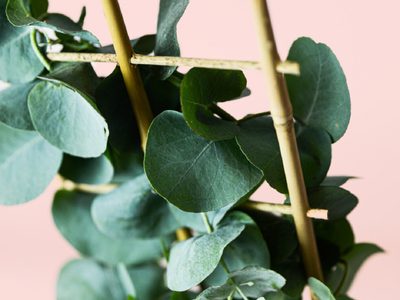 La planta de pocos cuidados, favorita de madres y abuelas, que esconde poderosos beneficios para tu hogar