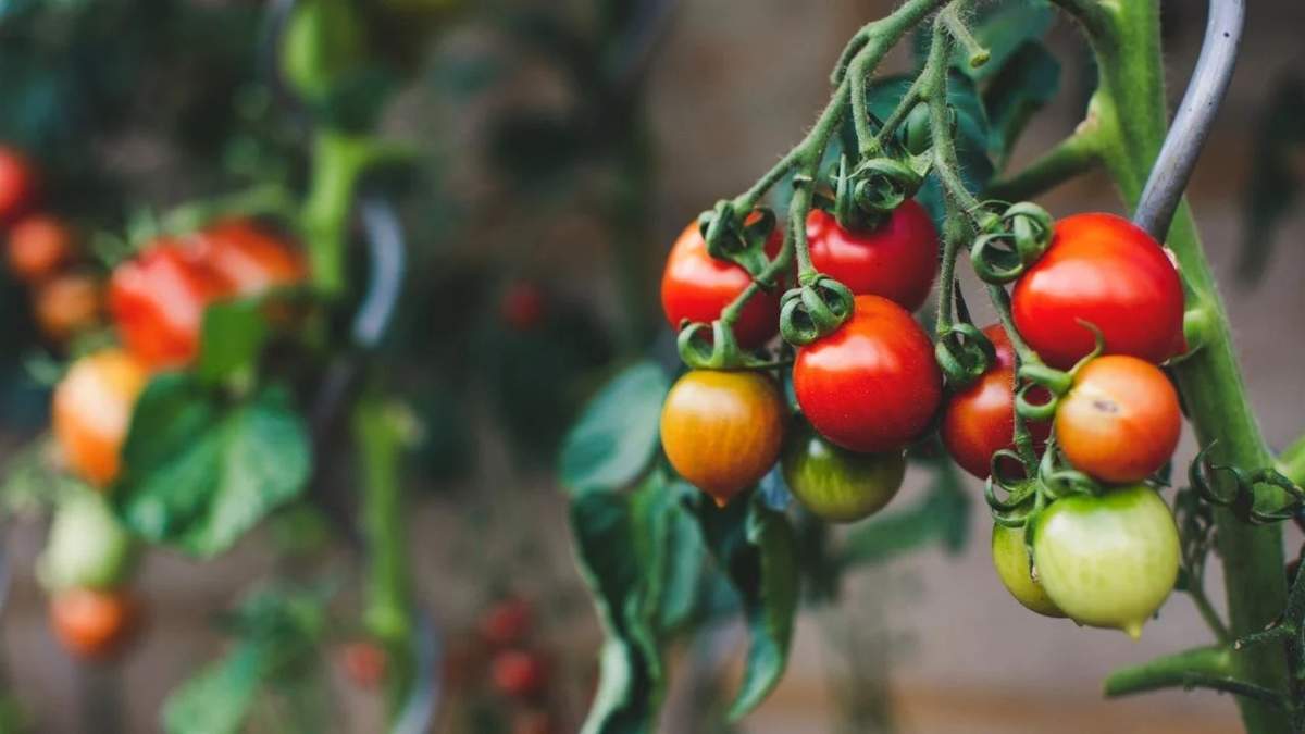 Tomates. Fuente: (Instagram)