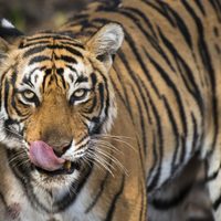 Terror en Texas: un tigre Bengala fue visto deambulando por las calles de Houston