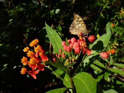 Hermosa, poderosa y rebelde: la planta que transforma tu jardín en un santuario de mariposas