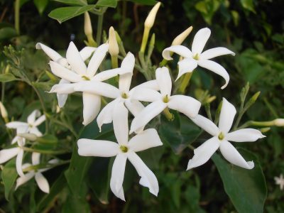 La planta que florece por mucho tiempo y deja un exquisito aroma a limón: mirá cómo cultivarla