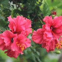 Conocé la planta con las flores más exóticas que florece en el jardín tanto en sol como en sombra