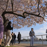 Japón regalará 250 cerezos nuevos a EU para reemplazar los cientos que serán talados por obras
