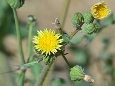 No la arranques: la planta que crece como maleza en tu jardín y que es un verdadero tesoro para tu salud