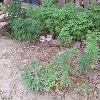 Encontraron 130 plantas de marihuana en un domicilio de la Colonia Rural Nueva Esperanza