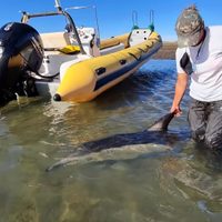 Emoción: las imágenes del rescate de un delfín varado en San Antonio Este