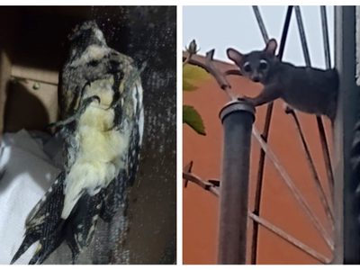 Rescatan a un cacomixtle, un pájaro carpintero y una serpiente de cascabel en la CDMX