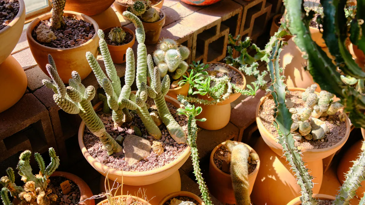 Plantas. Fuente: (Instagram)